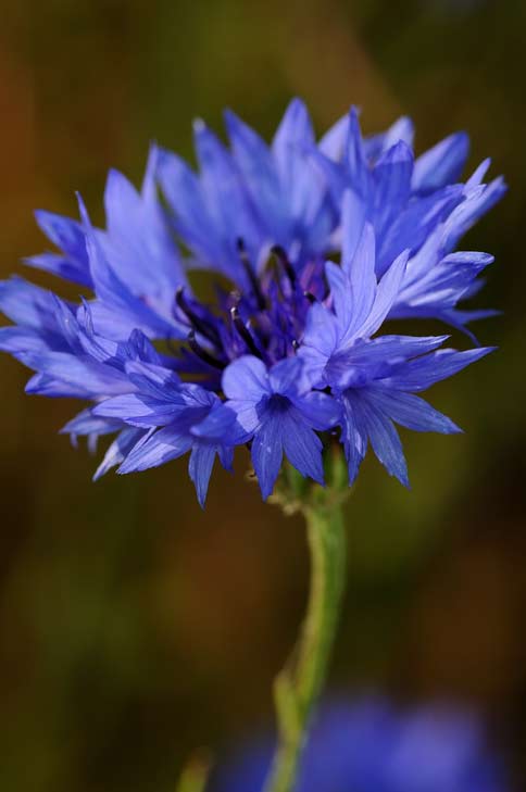 Centaurea Cyanus
